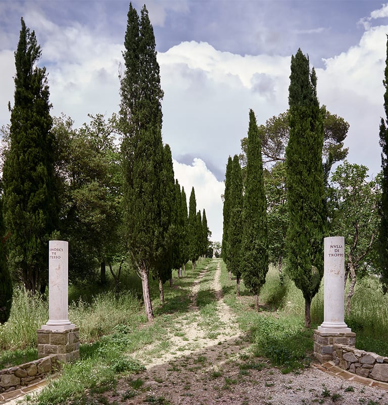 The Wood of Spirituality