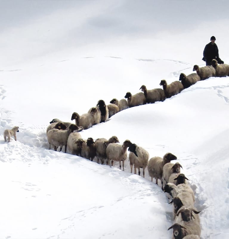 FW15 - "Nature does nothing in vain." Aristotle